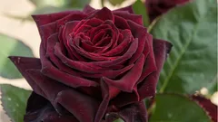 どんな庭も彩るバラ：美しくて育てやすい品種5選