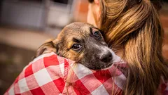 犬の愛情の秘密：ペットは家の中でどうやって飼い主を選ぶのか