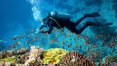 水中の秘密:2026年に世界中のダイバーが訪れることを夢見る6つのスポット