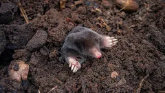 これを沸騰させて穴に注げば、モグラはすぐに敷地から逃げ出す